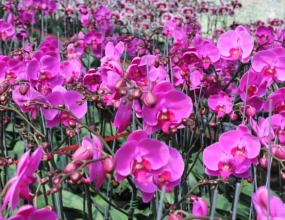 ÁNH SÁNG THÍCH HỢP CHO LAN HỒ ĐIỆP  PHÁT TRIỂN  