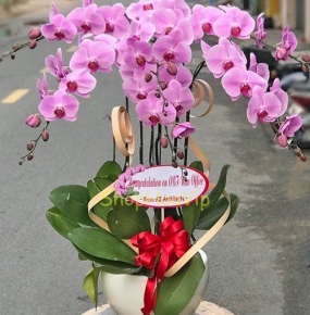 CHẬU LAN HỒ ĐIỆP Màu Hồng Đẹp trà Vinh .