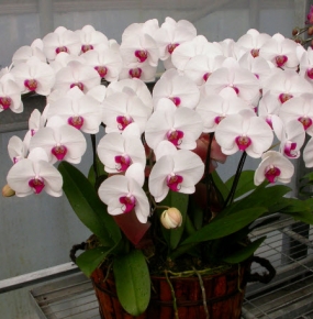Chậu Hoa Lan hồ  Điệp màu trắng
