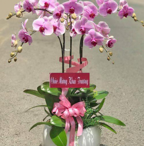 Mẫu Hoa Lan hồ Điệp Thiên Mỹ 