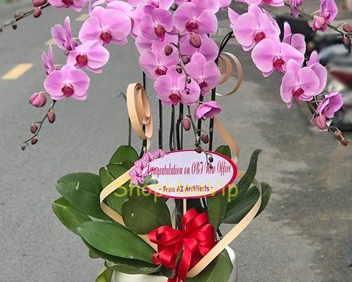 CHẬU LAN HỒ ĐIỆP Màu Hồng Đẹp trà Vinh .