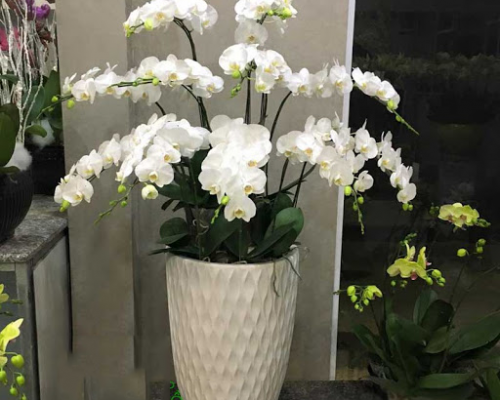 Hoa Lan Hồ Điệp  Thiên Mỹ mẫu 005
