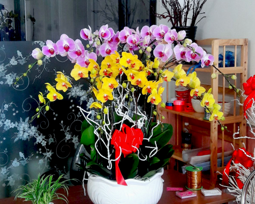 Chậu Hoa Lan hồ  Điệp 10 cành