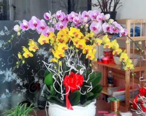 Hoa Lan Hồ Điệp Chưng Tết