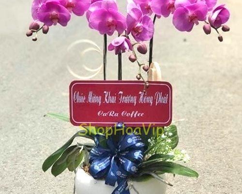 mẫu hoa lan chúc mừng đẹp