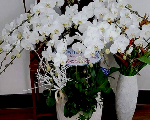 Hoa lan trà Vinh