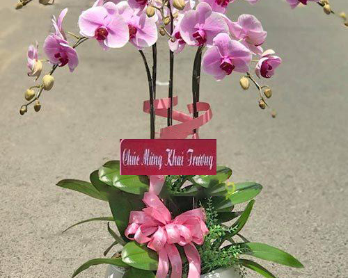 Mẫu Hoa Lan hồ Điệp Thiên Mỹ 