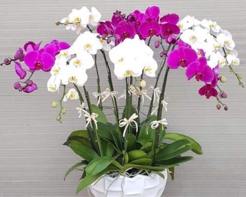 Hoa Lan Hồ Điệp Nhiều Màu Đẹp 