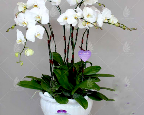 Lan Trắng Trà Vinh