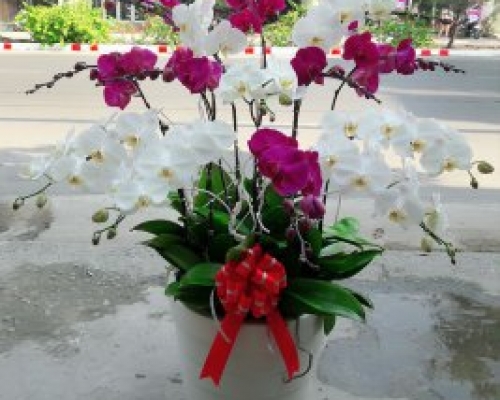 Chậu Lan Hồ Điệp Đẹp Ở Trà Vinh