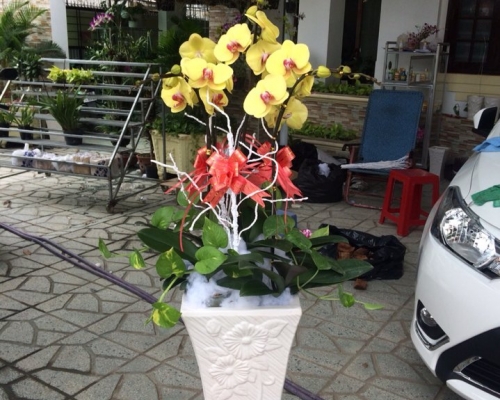 Hoa lan trà Vinh V - 004