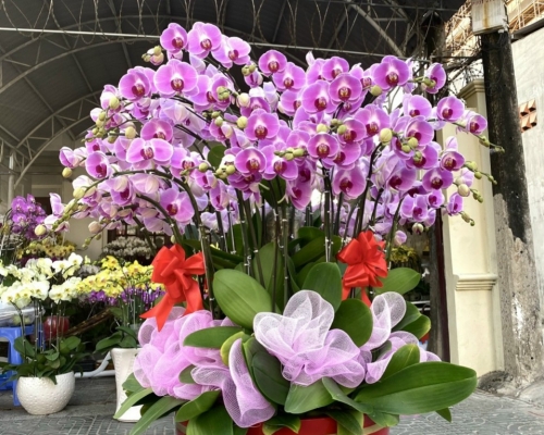 Hoa Lan Hồ Điệp Tím