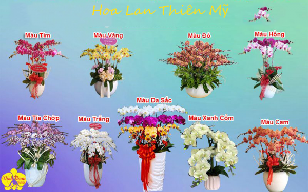 Nhiều Màu